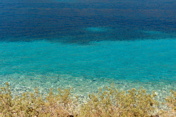 Dark blue and turquoise sea water in the background with pine tree branches in the foreground. Sea blue palette. Nature background.