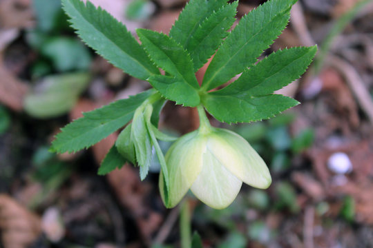 Fiore e foglie di elleboro helleborus