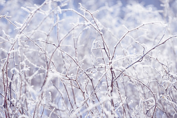 Grass branches frozen in the ice. Frozen grass branch in winter. Branch covered with snow.