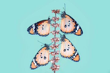 Closeup   beautiful butterflies sitting on flower © blackdiamond67