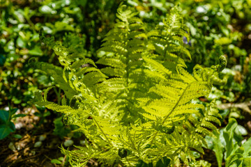 Green fern in the forest on spring