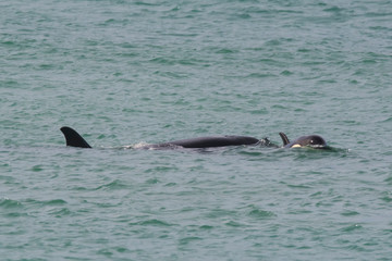 Fototapeta premium Orca attacking sea lions, Patagonia Argentina