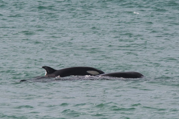 Fototapeta premium Orca attacking sea lions, Patagonia Argentina