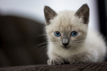 Kitten