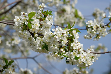 branch of blossoming cherry against sky.