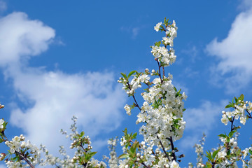 branch of blossoming cherry on blue sky background