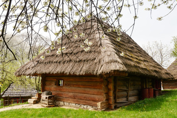 Plakat Old ukrainian house with straw roof and cherry tree flowers in spring time