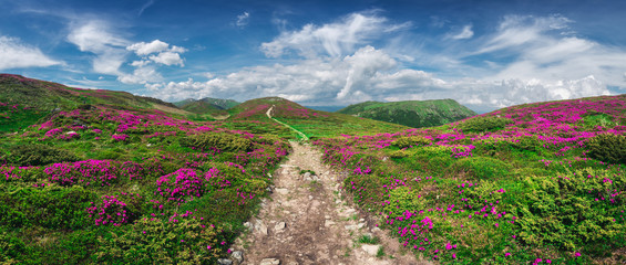 Magic pink rhododendron flowers on summer mountain. Blue sky and fluffy clouds. Chornohora ridge, Carpathians, Ukraine, Europe