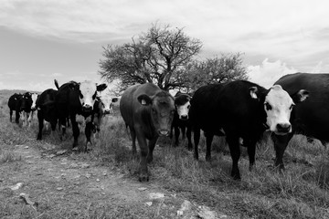 Steers fed on pasture, La Pampa, Argentina
