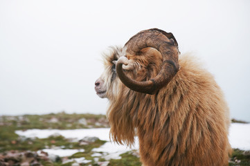 north mountain wild goat with brown fur and big horns. close up portrait shot