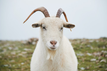 Obraz premium close up portrait of wild white mountain goat with little horns