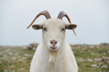 close up portrait of wild white mountain goat with little horns