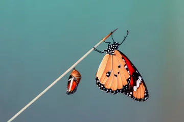 Fototapete Schmetterling Erstaunlicher Moment, Monarchfalter, der aus seiner Puppe auftaucht  © blackdiamond67