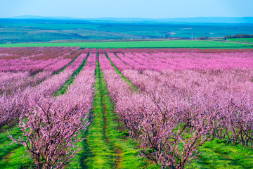 Fototapeta na wymiar Rows of blossom peach trees in spring garden. Landscape photography