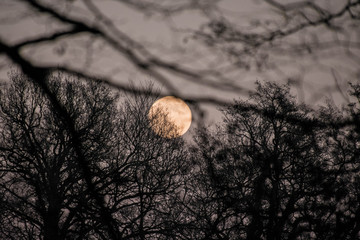 Mond hinter Bäumen