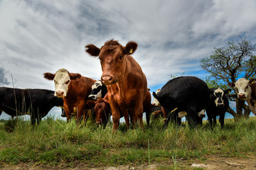 Steers fed on pasture, La Pampa, Argentina