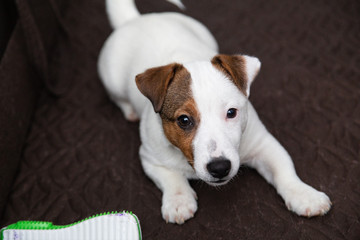 jack russell terrier