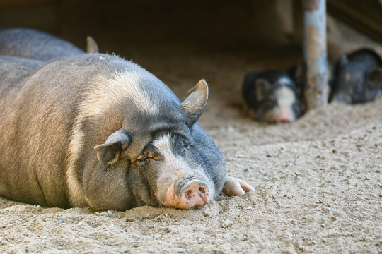 9 580 Best ブタ Images Stock Photos Vectors Adobe Stock