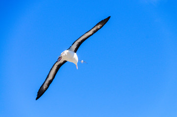 Black-Browed Albatross in Flight