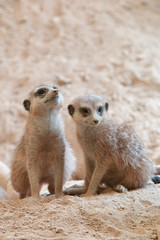 ミーアキャット