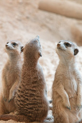 ミーアキャット