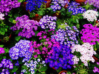 fiori