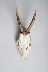 Badkamer foto achterwand roe deer skull hunting trophy hanging on wall © Axel Bueckert