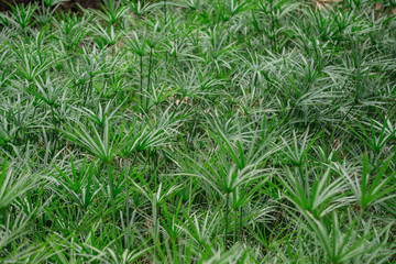 Obraz premium Cyperus alternifolius plant nature water.