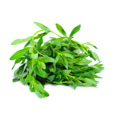Fresh thyme plant isolated over white