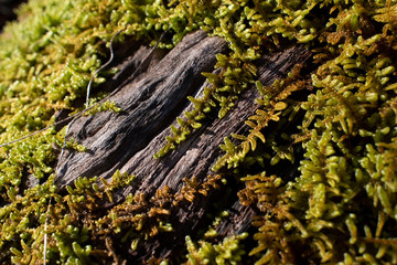 moss on tree