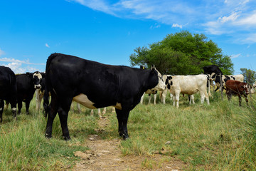 Steers fed on pasture, La Pampa, Argentina