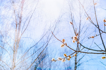 Spring branches of willow