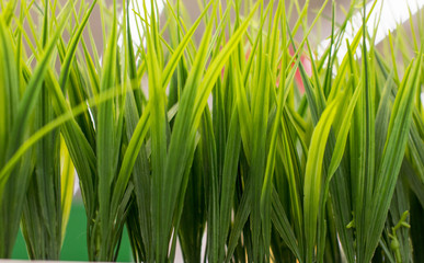 Thick green grass. Close-up Background and texture.