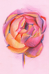 peony with colored pencils. background