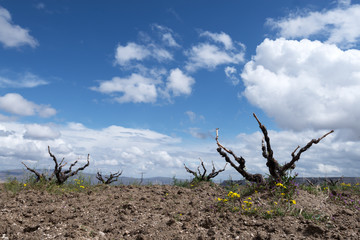 Amazing view on old vineyard in spring time. Landscape photography
