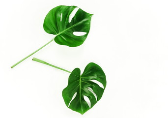 Exotic tropical Monstera palm leaf on white background. Flat lay, top view minimal concept.