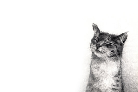 Cat Pencil Drawing Photos Royalty Free Images Graphics Vectors Videos Adobe Stock