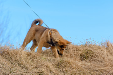 The little red puppy with a orange collar and a leash in outdoors.