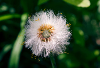 dandelion on green background 