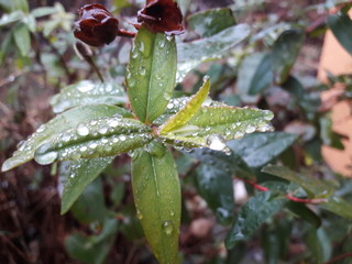 Wet Leafs Of A Plant