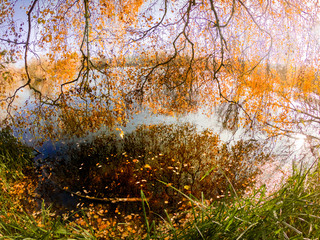 Autumn leaves over water