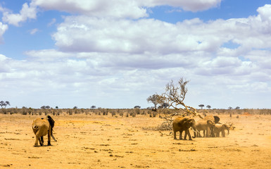 Fototapeta na wymiar African elephants in Kenya