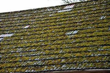 Green moss on roof rail
