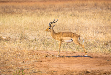 Naklejka na ściany i meble African antelope in Kenya