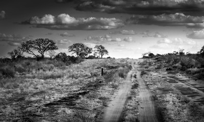 Safari road in Kenya