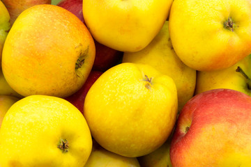 green, yellow and red apples