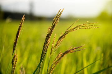 rice field Thailand, nature food background. close up of yellow green rice field - Image