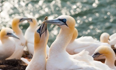 Zwei Basstölpel (Morus bassanus oder Sula bassana), begrüßen einander, Paar, Nahaufnahme, Portrait, Porträt, Lummenfelsen der Insel Helgoland, Nordsee, Schleswig-Holstein, Deutschland, Europa 