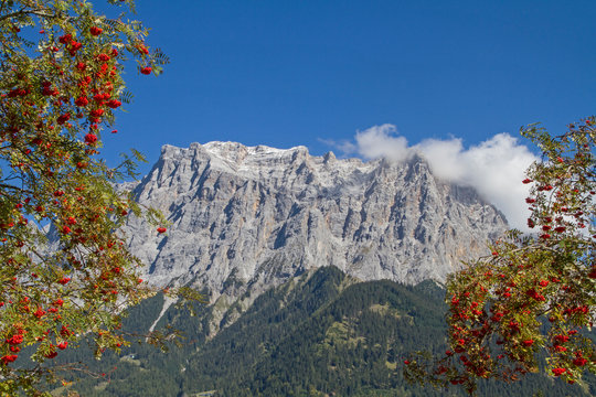 Ebereschenbaum mit Zugspitze