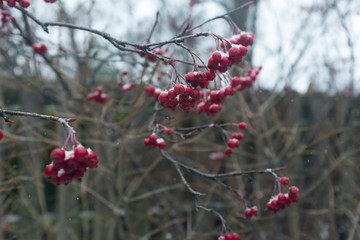 red berries in snow